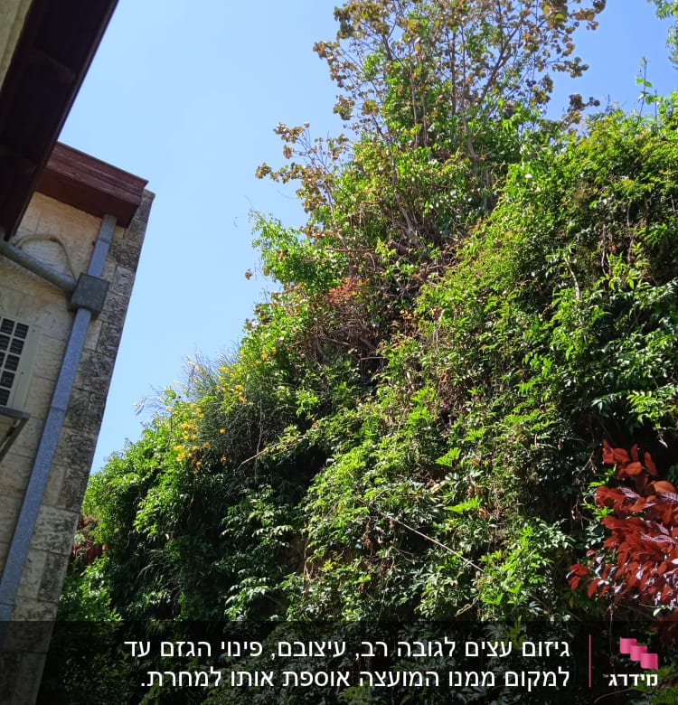 צמחייה עבותה שזקוקה לגיזום